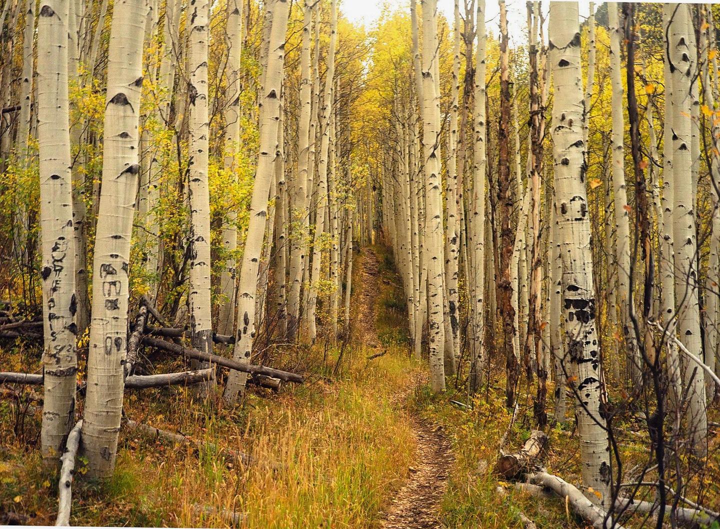 A narrow path leads through a dense forest of tall aspen trees with golden autumn foliage.
