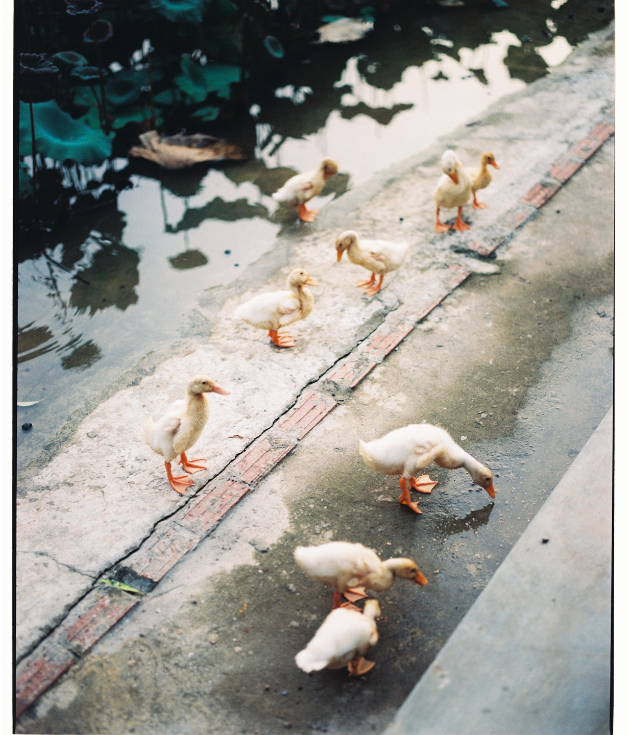 A group of ducklings stands on a concrete path next to a pond with dark water.