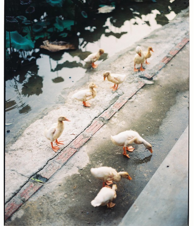 A group of ducklings stands on a concrete path next to a pond with dark water.