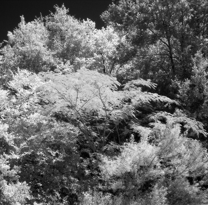 A dense forest is captured in black and white, with some trees appearing bright white and others dark.