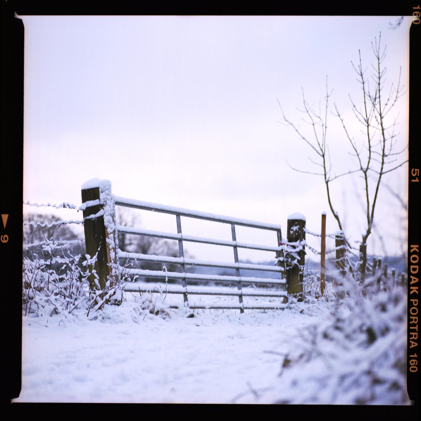 A metal gate and wooden fence posts are covered in snow next to a bare tree.