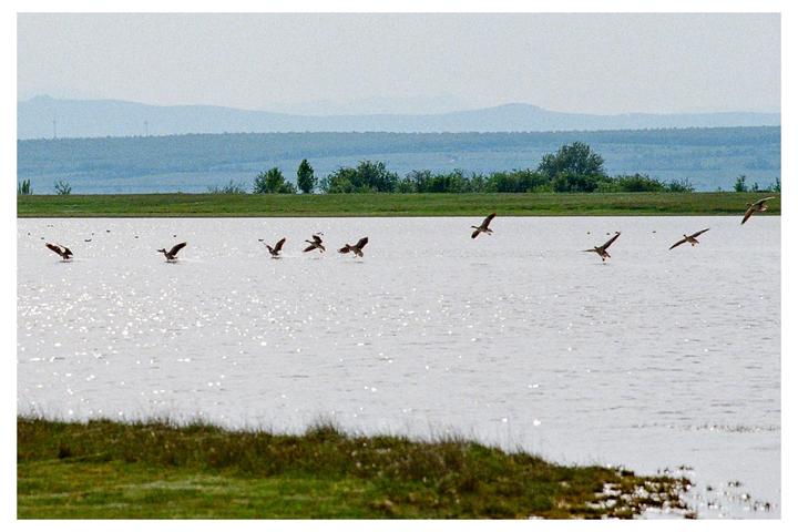 A sequence of geese landing on a shimmering lake is captured with a grassy bank in the foreground and hills in the background.