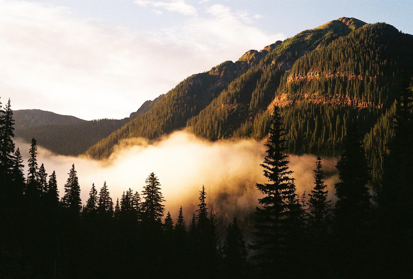 A thick layer of mist fills a valley surrounded by mountains covered in pine trees, with the foreground trees silhouetted.