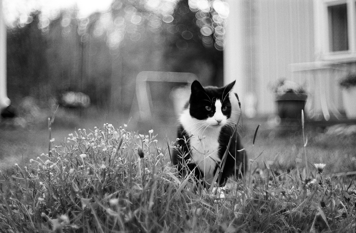 A black and white cat with white markings sits in tall grass and small flowers.