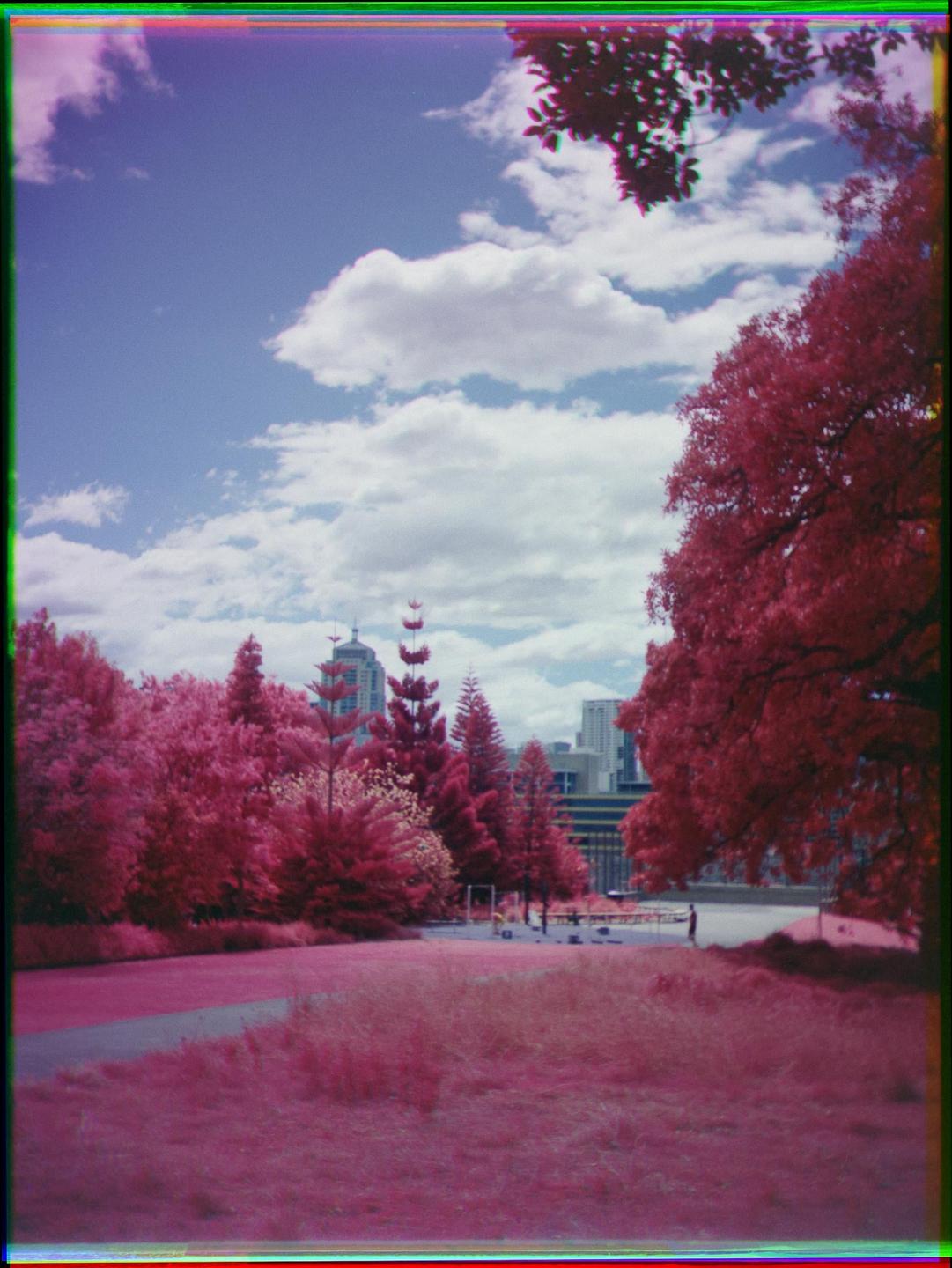 A park with pink trees and grass is visible under a blue sky with white clouds, with city buildings in the background.