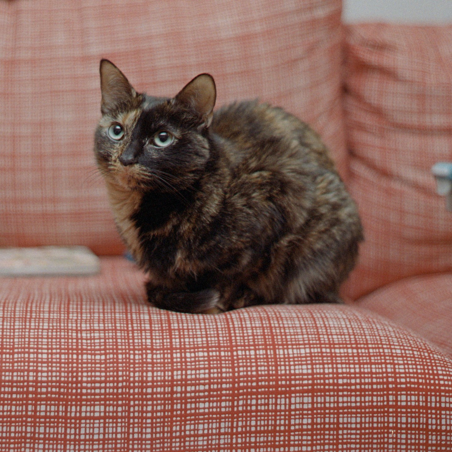 A tortoiseshell cat with green eyes sits on a patterned orange couch.