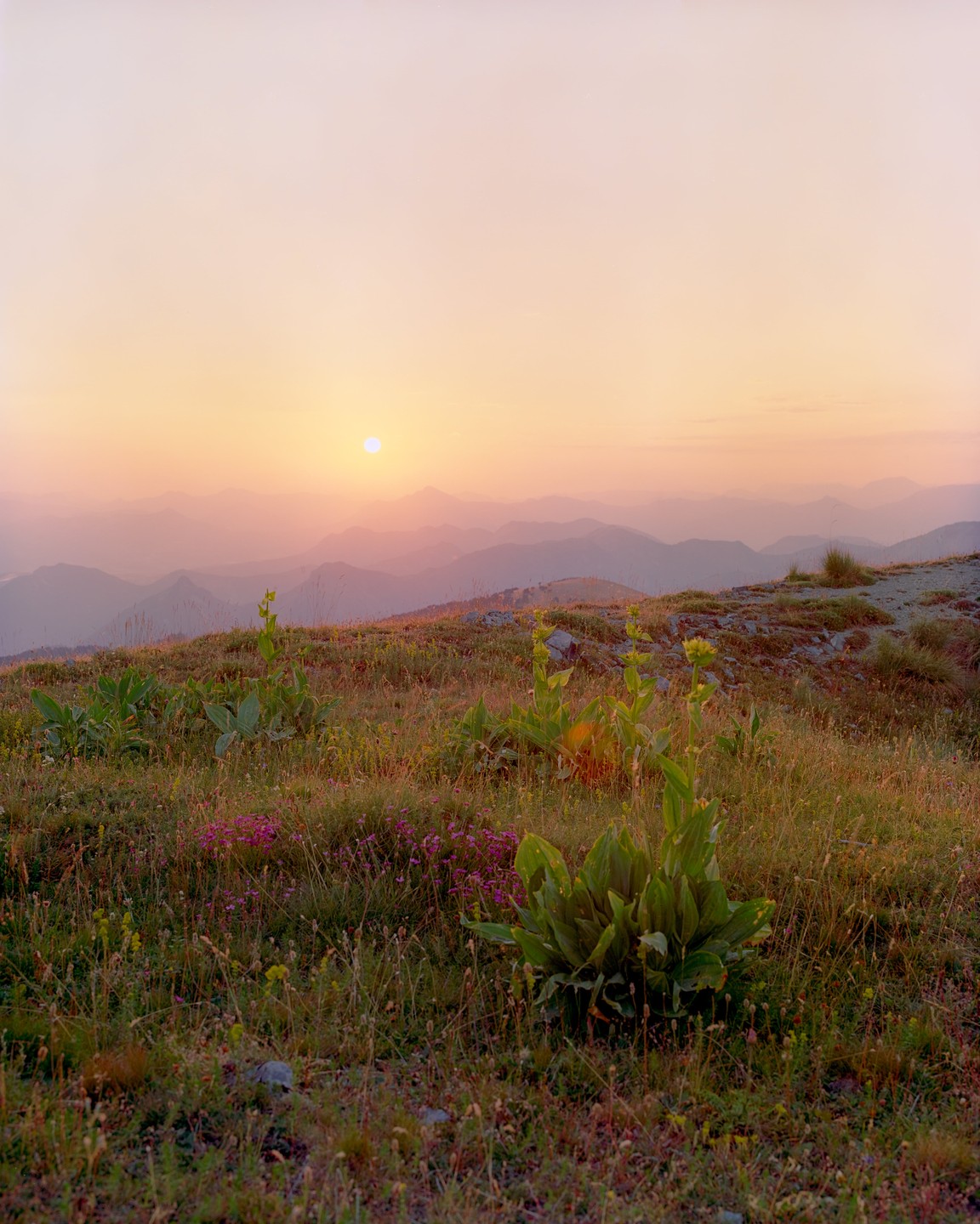 The sun sets over a mountain range with a field of wildflowers in the foreground.