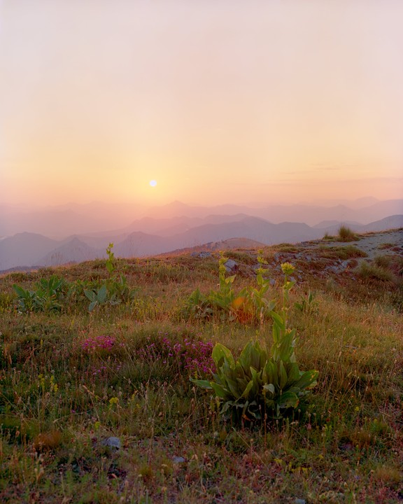 The sun sets over a mountain range with a field of wildflowers in the foreground.