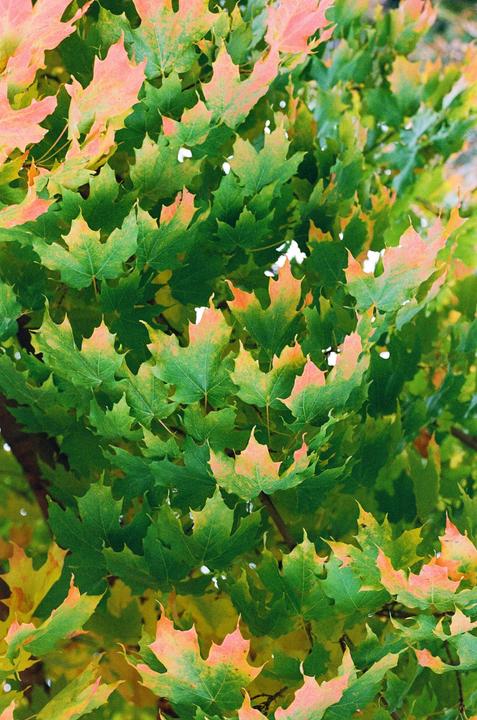 A close-up shot shows green and orange maple leaves on a tree.
