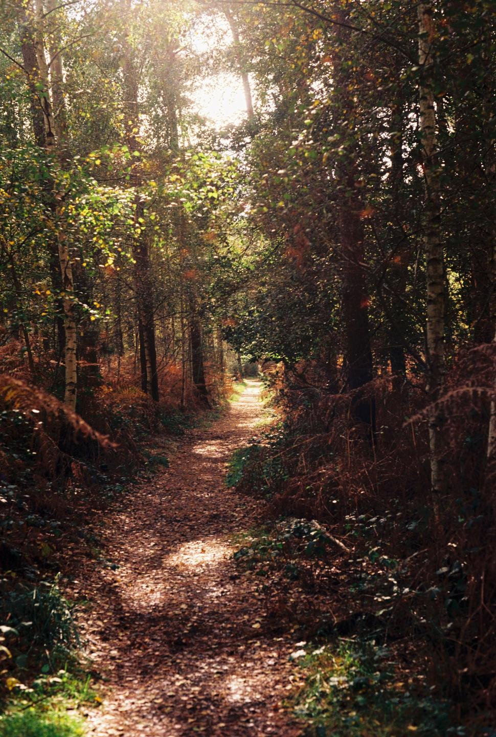 A sun-drenched path winds through a forest with autumn foliage.