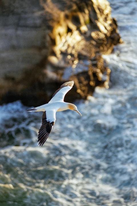 A gannet flies over the ocean with a rocky cliff in the background.