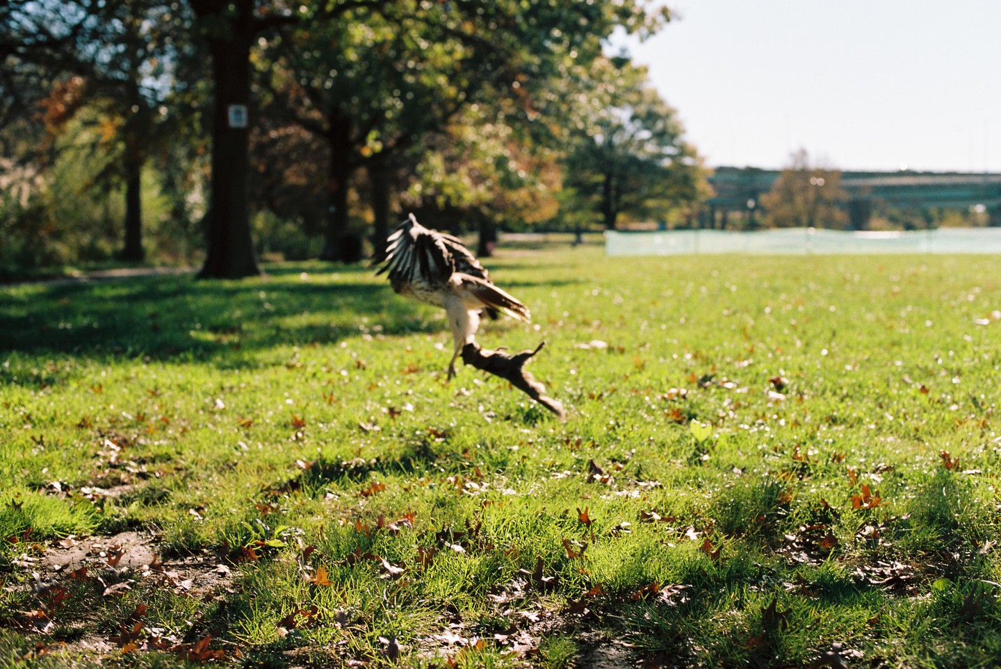 A hawk flies through a grassy field with a squirrel in its talons.