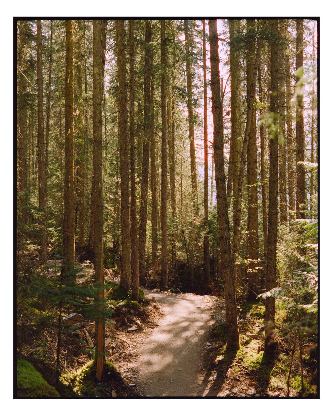 A winding dirt path leads through a dense forest of tall pine trees.