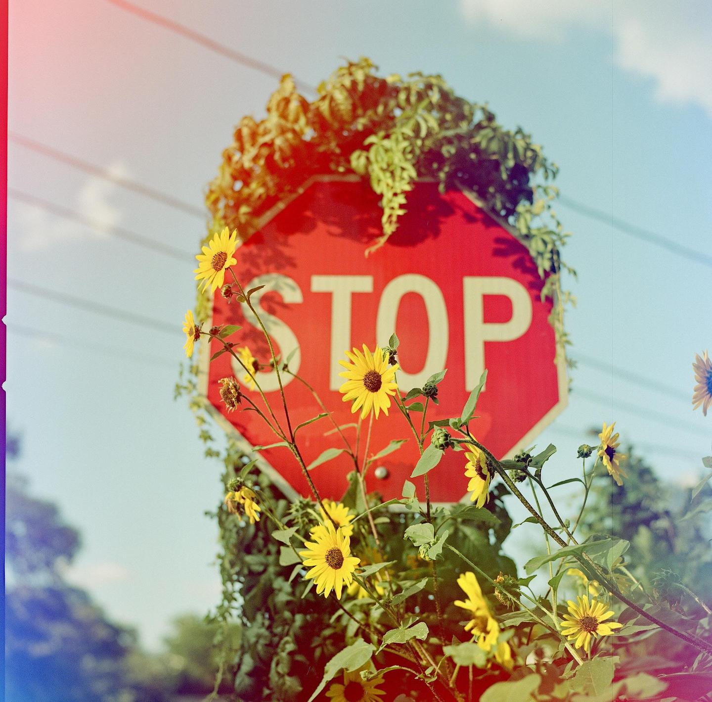 A red stop sign is partially obscured by green foliage and yellow flowers.