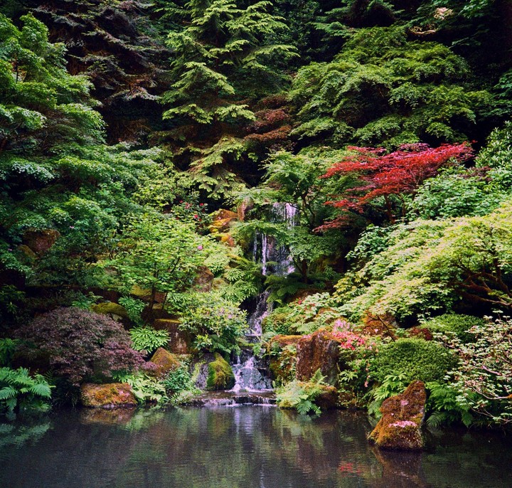 A waterfall cascades into a pond surrounded by lush green and red foliage.
