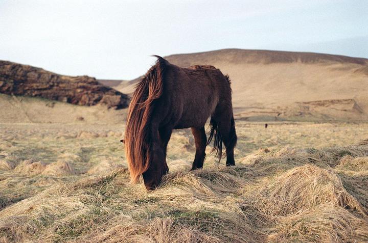 A brown horse with a long mane grazes in a field of dry grass with hills in the background.