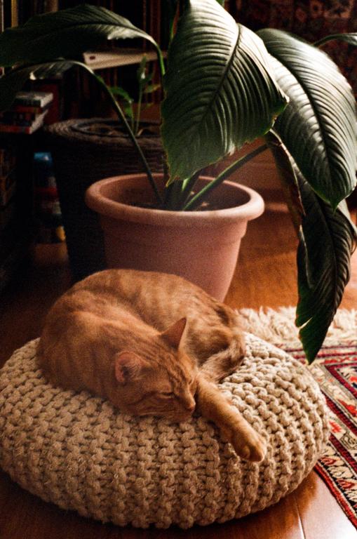 An orange cat sleeps on a knitted pouf next to a potted plant.