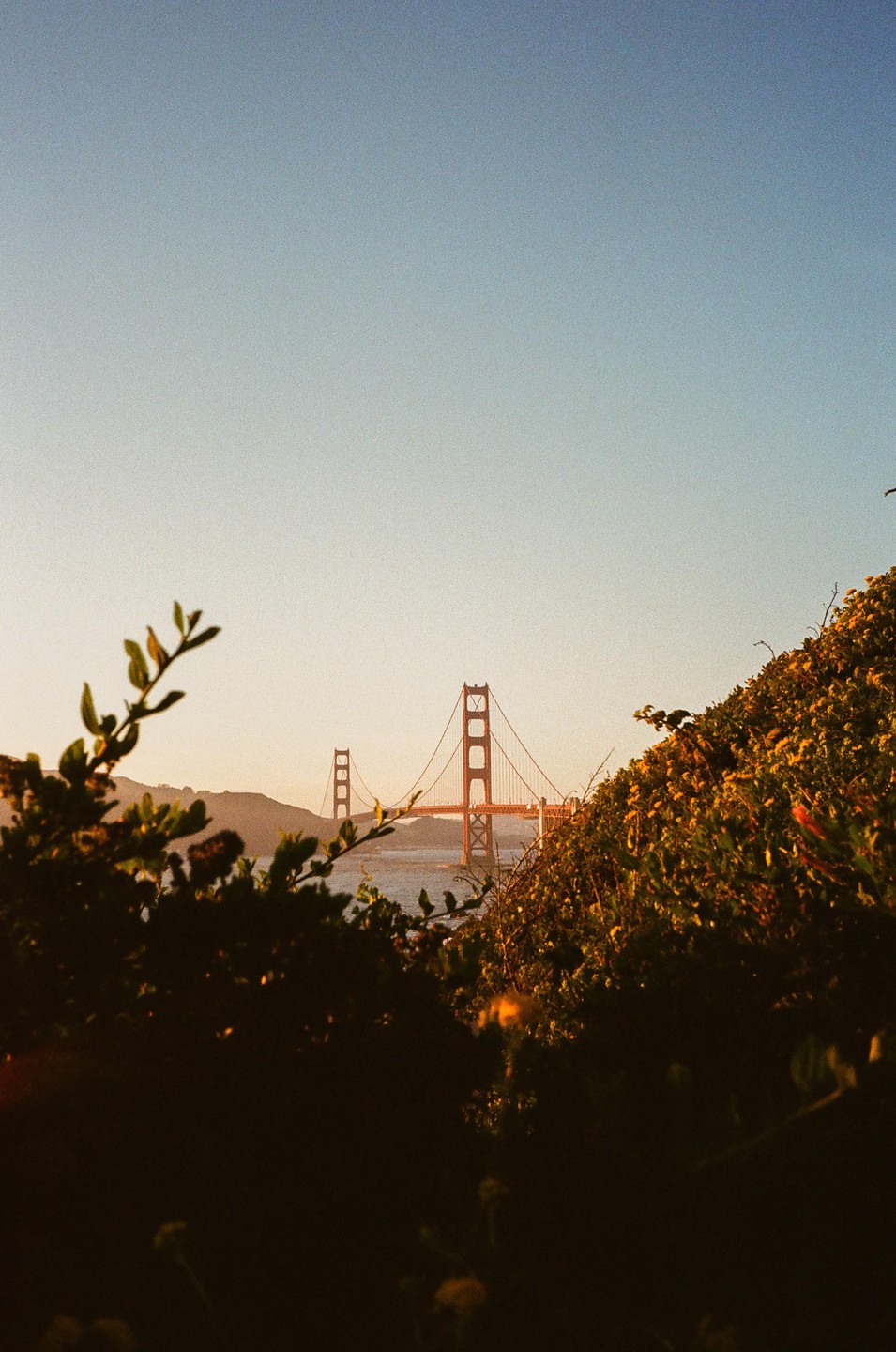 The Golden Gate Bridge is visible in the distance through dark foliage in the foreground.