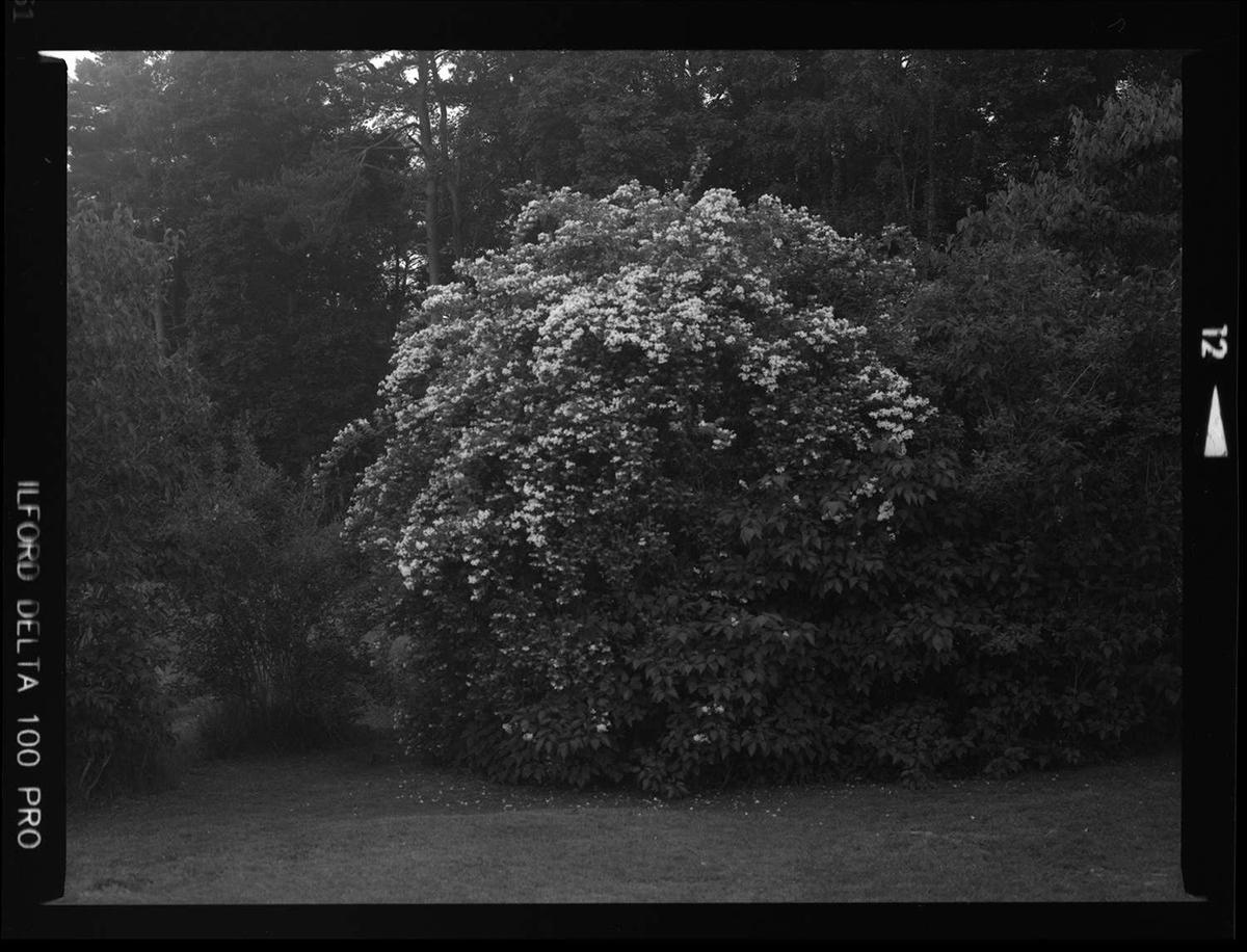 A large flowering bush stands in a grassy area surrounded by trees.