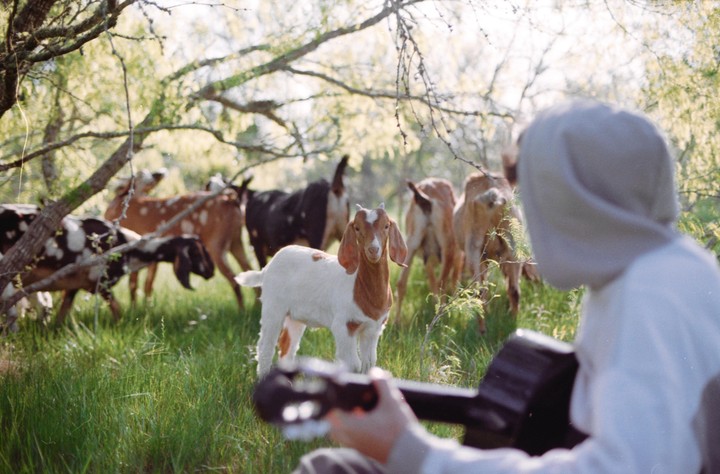 A person in a hoodie plays a string instrument for a herd of goats in a grassy field.