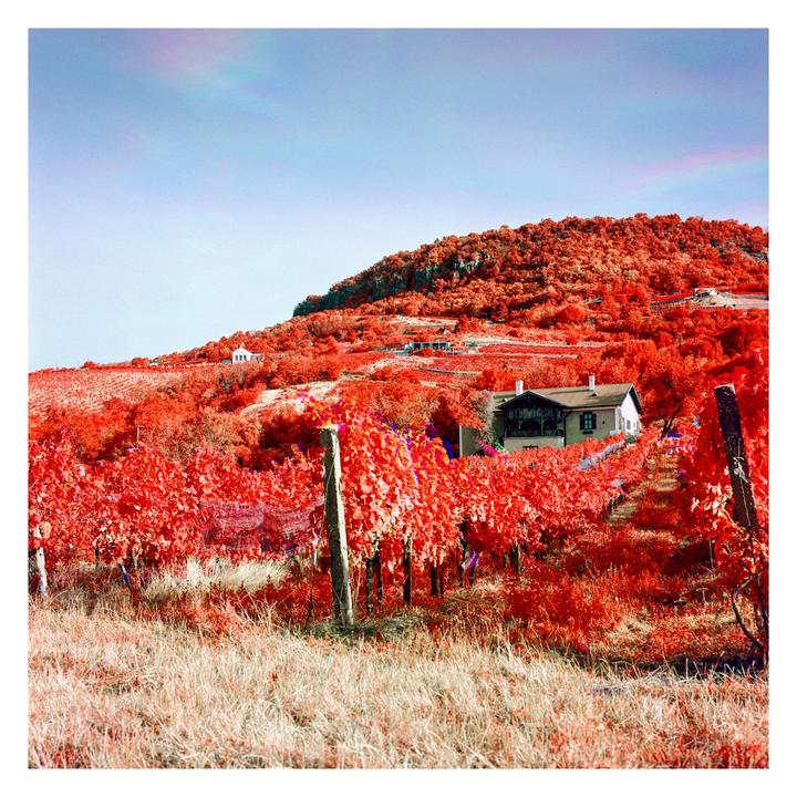 A house is nestled among vibrant red foliage on a hillside with rows of red grapevines in the foreground.