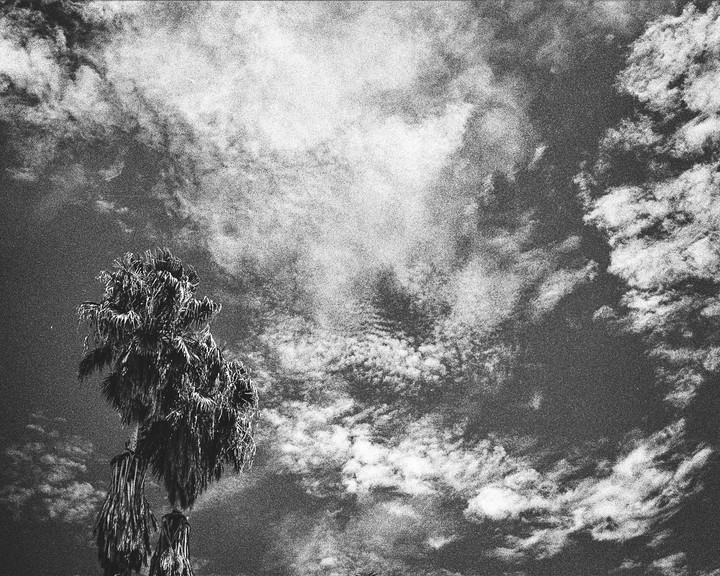 A palm tree stands against a cloudy sky.