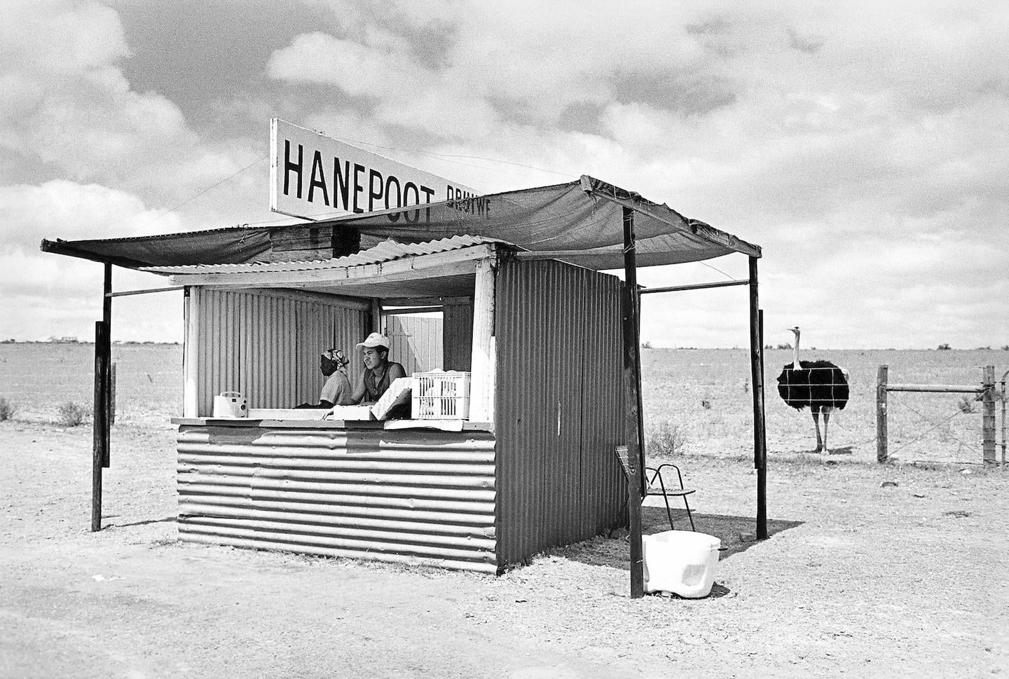Two men are in a corrugated metal stall with a sign that reads "HANEPOOT" while an ostrich stands behind a fence in a dry, open field.