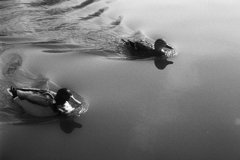 Two ducks swim across a body of water, leaving ripples behind them.