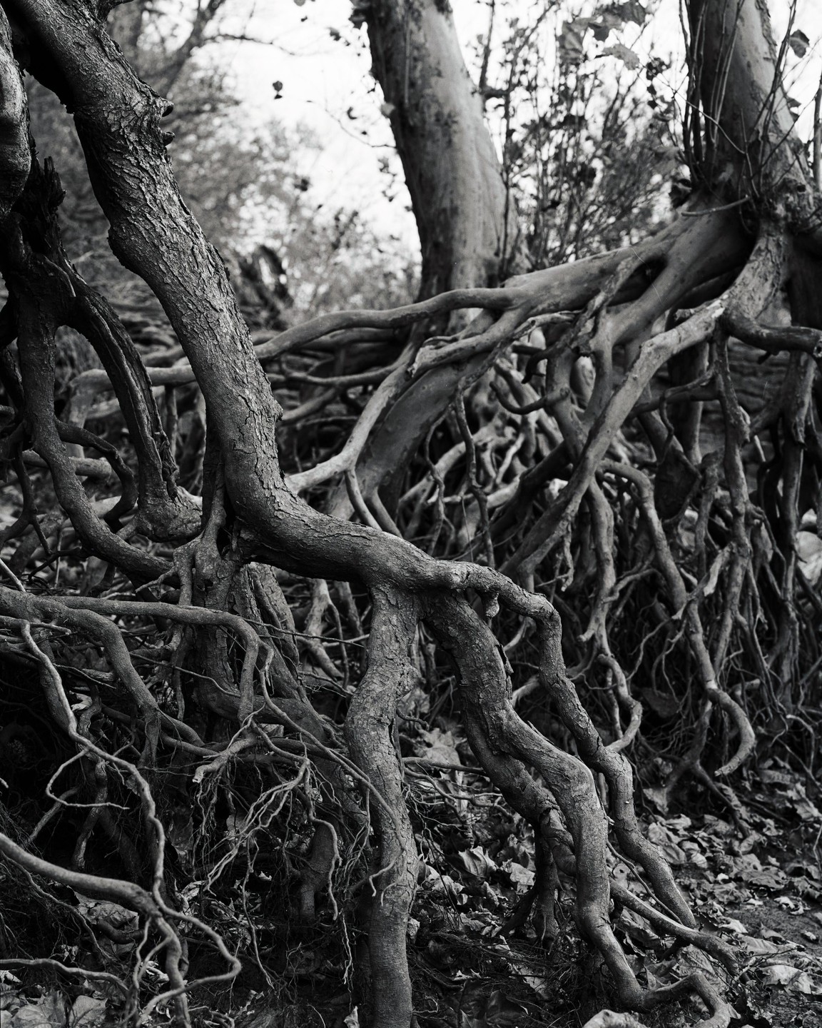 A dense network of exposed tree roots covers the ground and extends upwards.