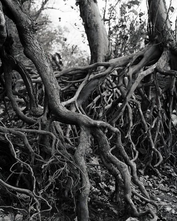 A dense network of exposed tree roots covers the ground and extends upwards.