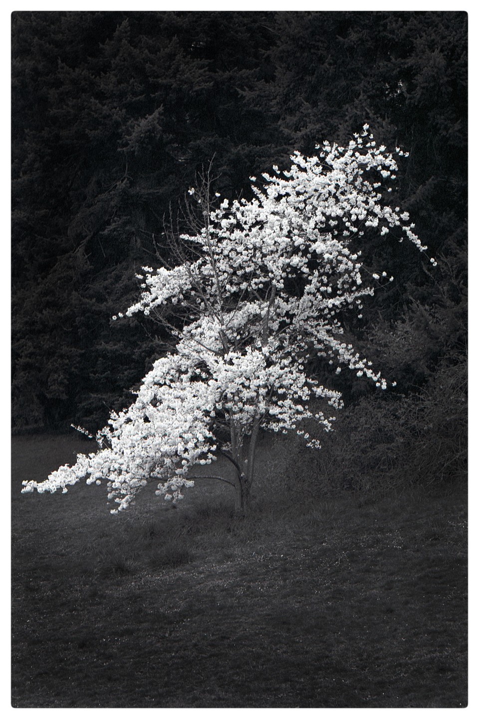 A tree with white blossoms stands in a field with a dark forest in the background.