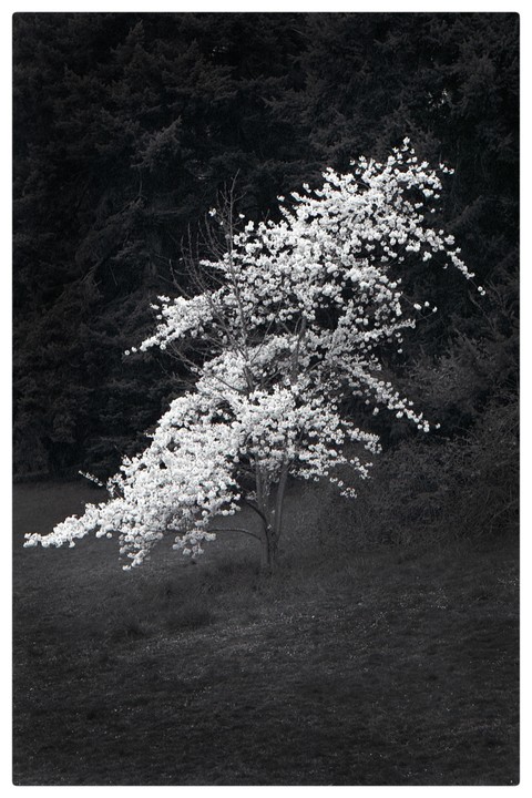 A tree with white blossoms stands in a field with a dark forest in the background.