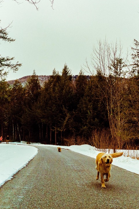 Two golden retrievers run down a snowy road lined with evergreen trees.