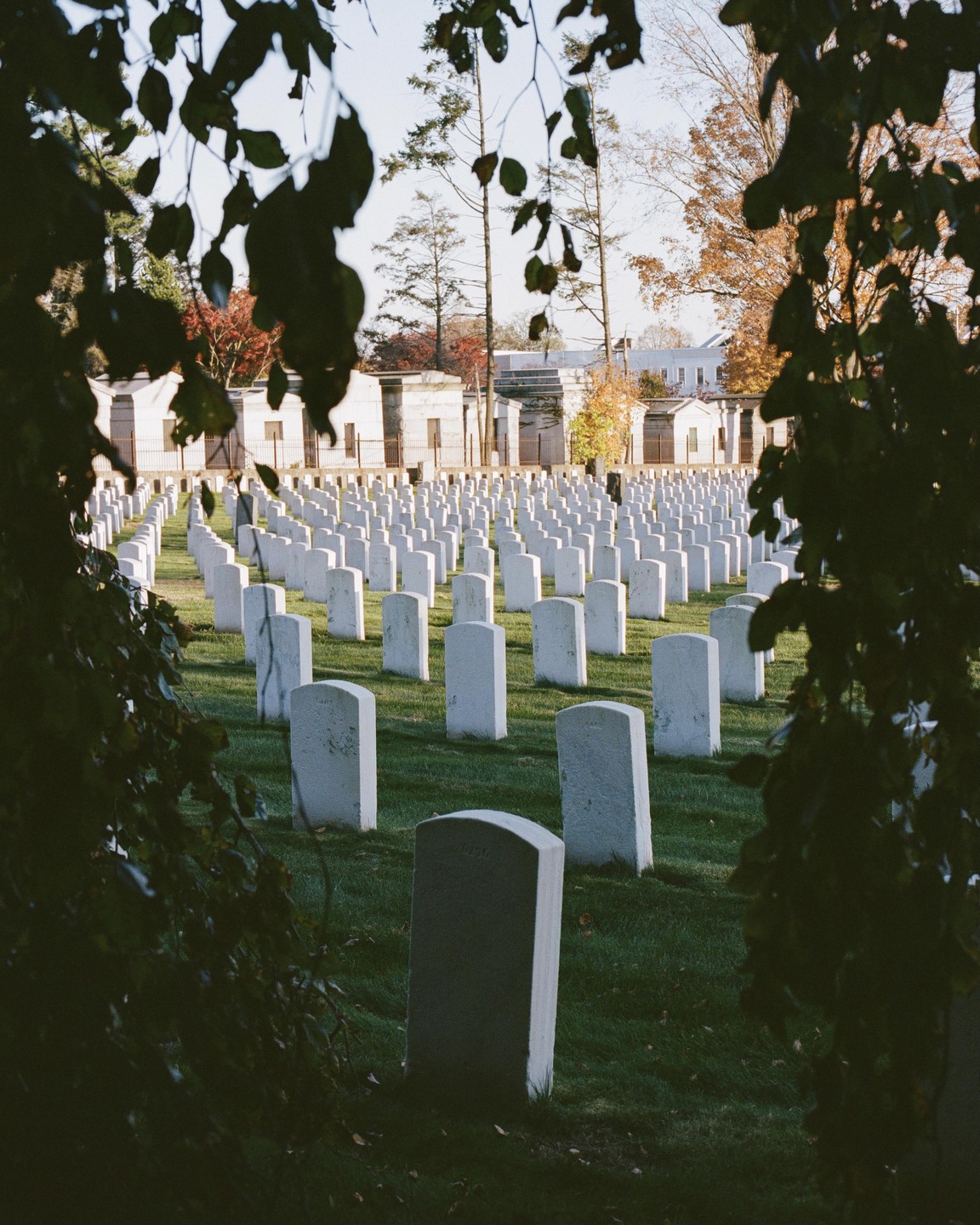 Rows of white gravestones are visible through a frame of dark leaves in a cemetery.