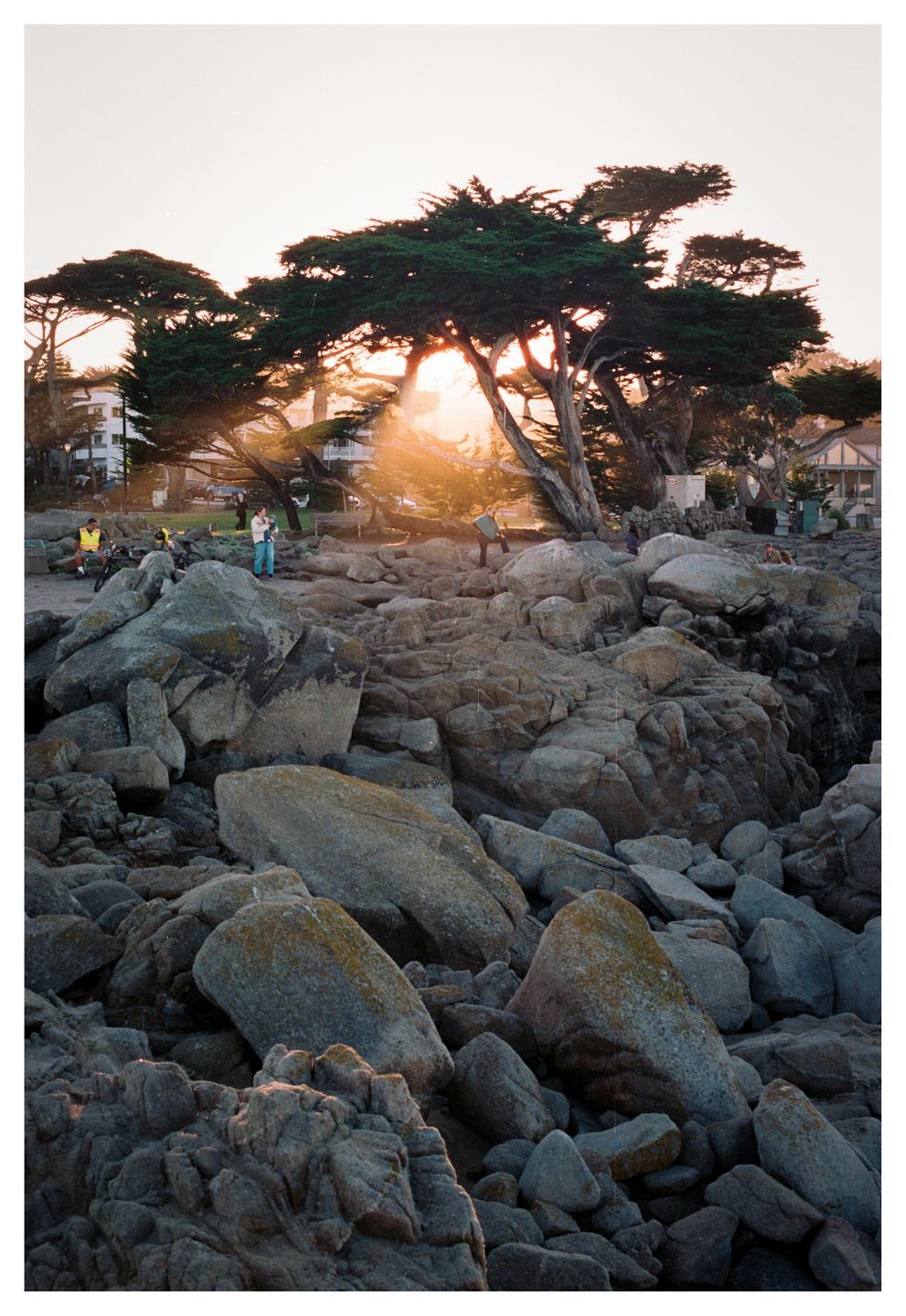 Sunlight shines through the branches of several large trees on a rocky coast.