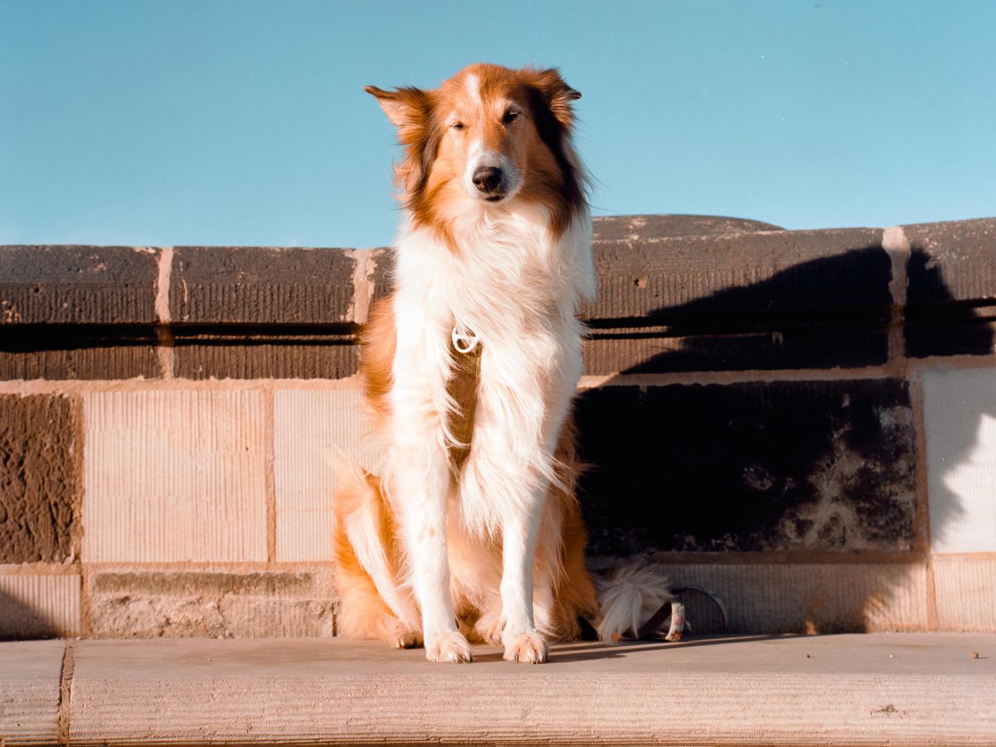 A collie dog sits on a stone ledge with a blue sky in the background.