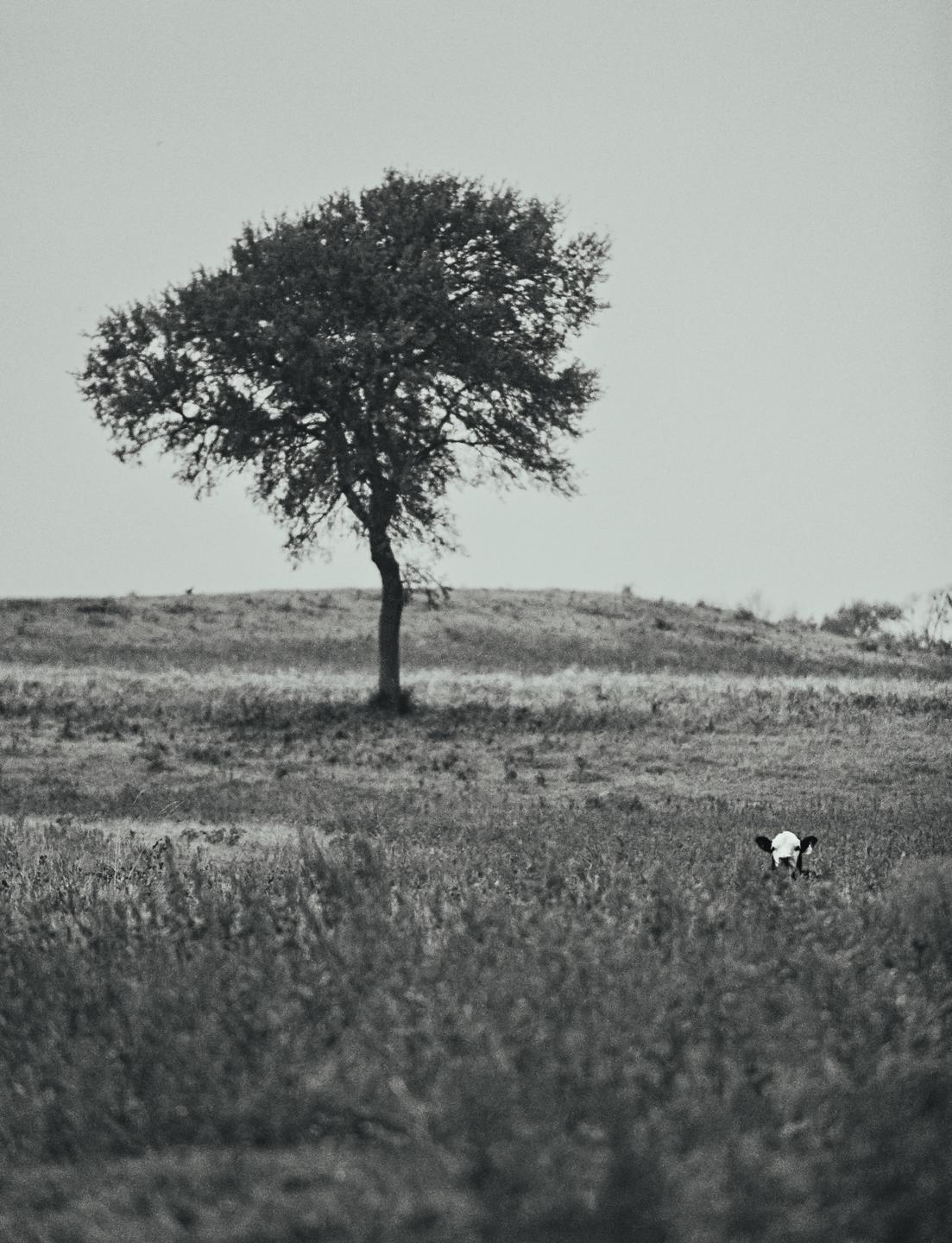 A lone tree stands on a grassy hill with a cow partially visible in the tall grass in the foreground.