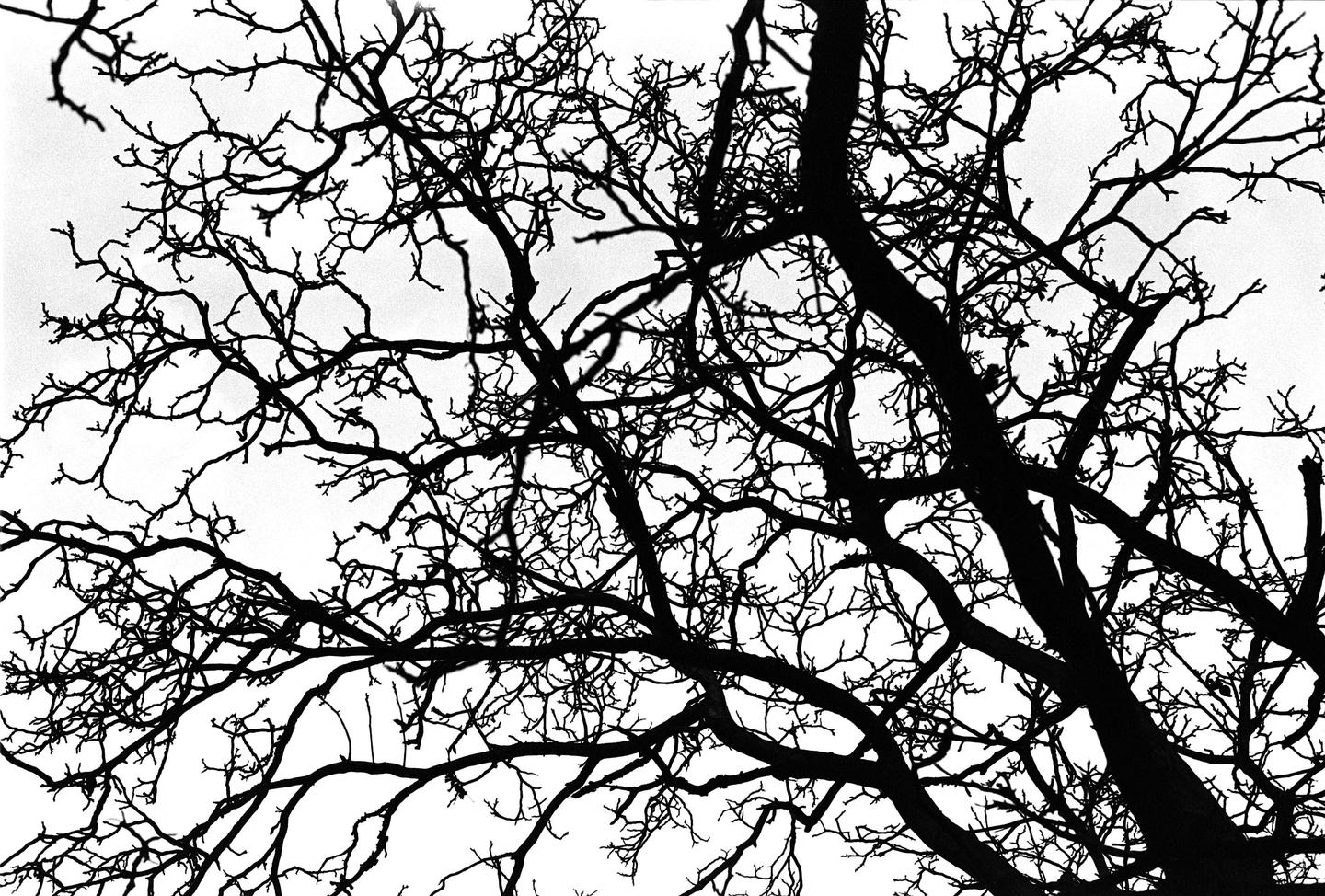 A dense network of bare tree branches is silhouetted against a bright sky.