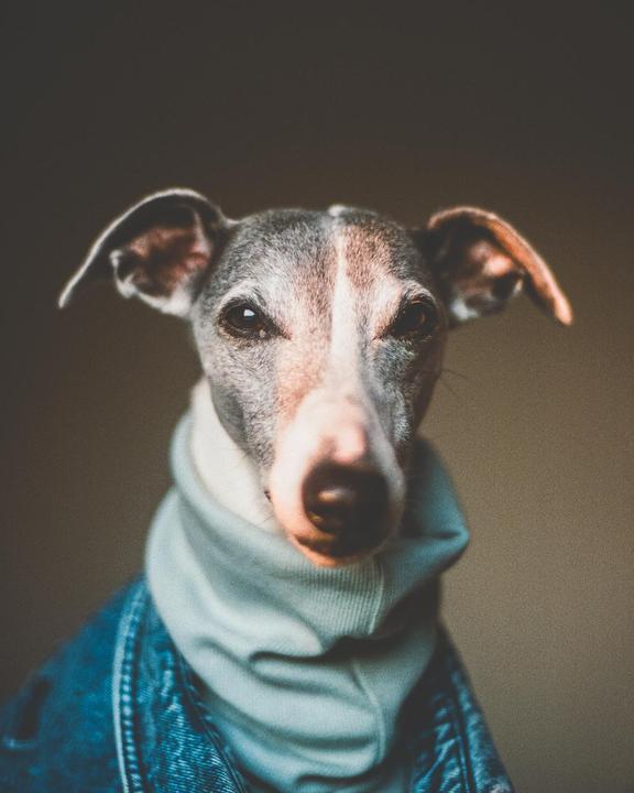 A dog wearing a denim jacket and a light blue hoodie stares directly at the viewer.