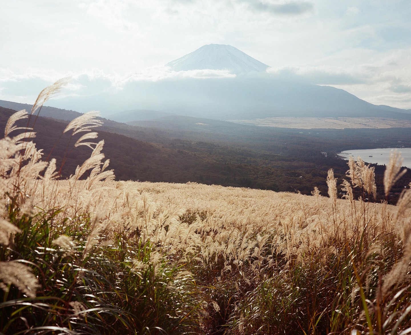 A field of tall golden grass covers a hillside with a large mountain and lake in the background.