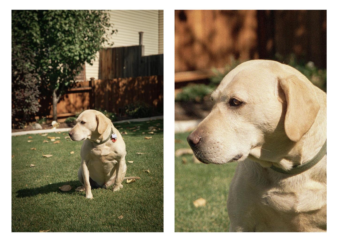 A yellow labrador retriever sits on a green lawn next to a wooden fence and a tree.
