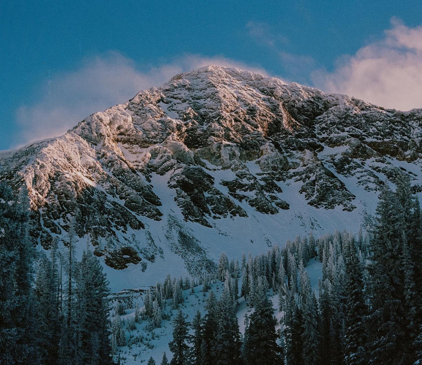 A snow-covered mountain peak rises above a forest of pine trees under a blue sky.