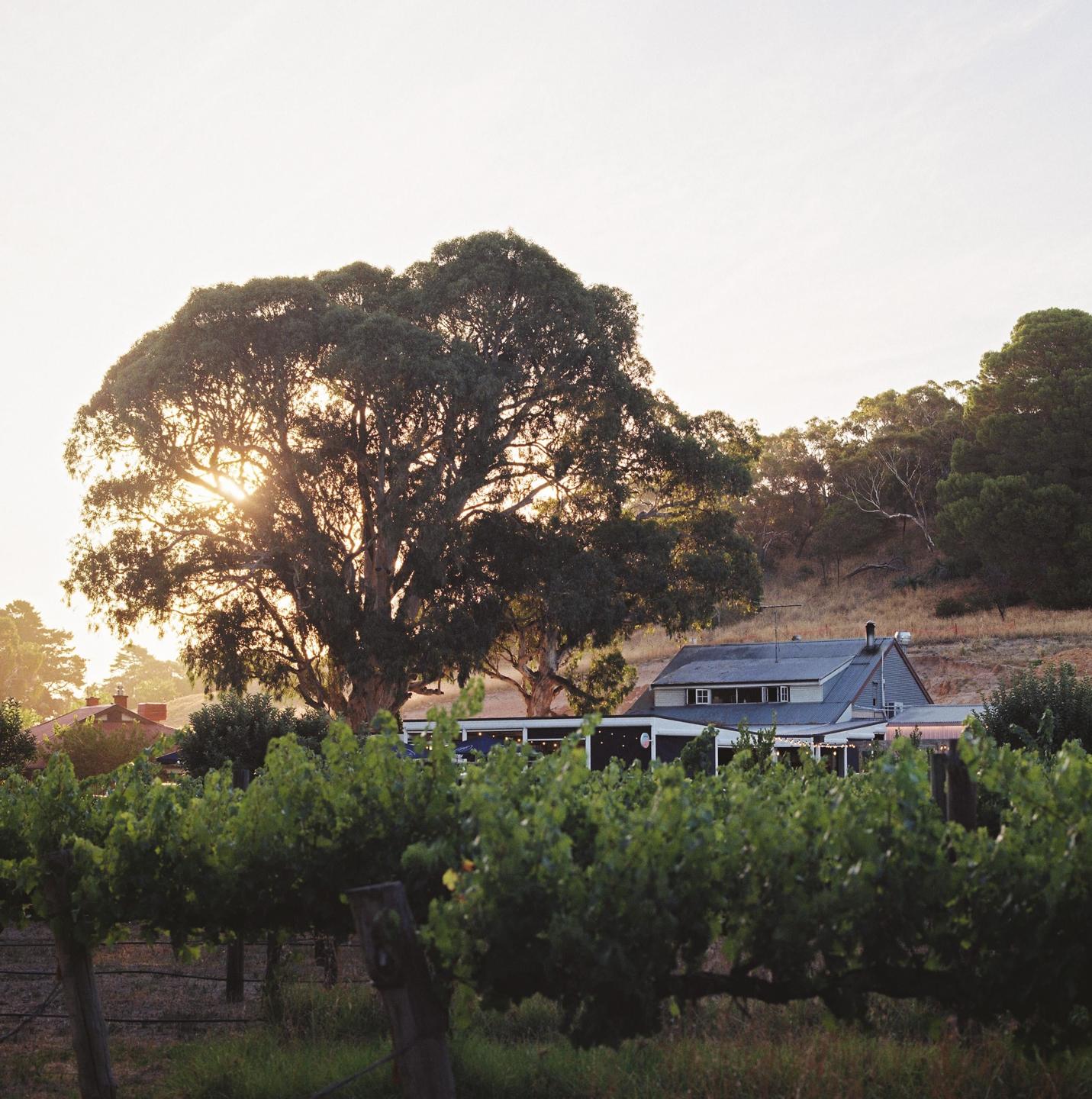 The sun shines through a large tree next to a house and a vineyard.