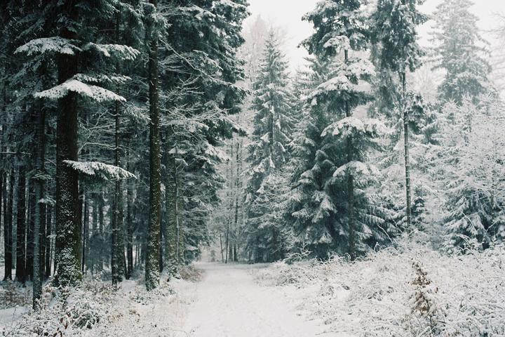 A snow-covered path leads through a dense forest of pine trees.
