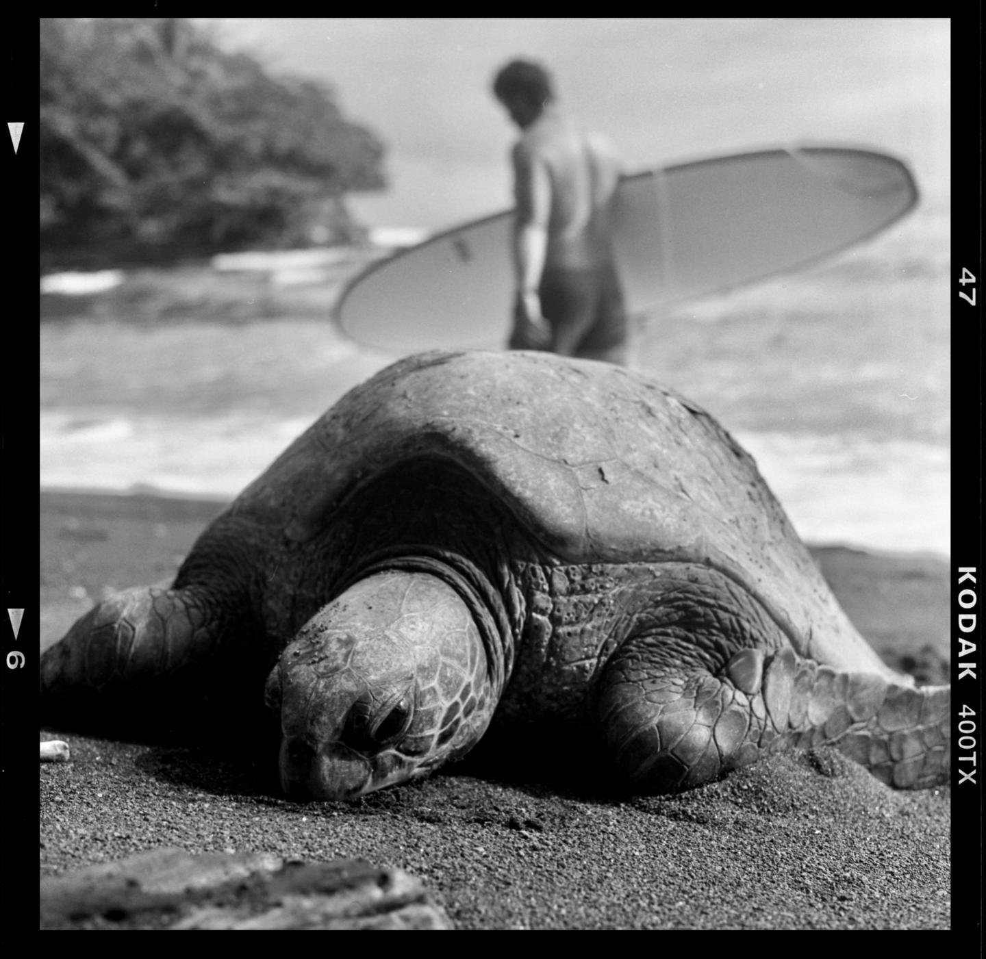 A large sea turtle rests on a sandy beach with a surfer carrying a surfboard in the background.