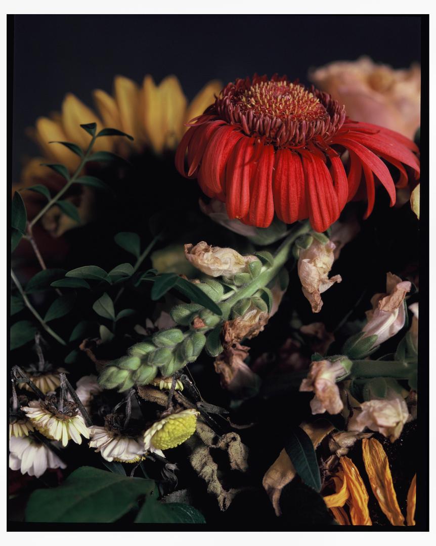 Two weeks after my mother's birthday [Pentax 6x7 / SMC Macro-Takumar 135mm f4 / Fuji Astia 100F, expired 2015], shot on FUJIFILM ASTIA 100F