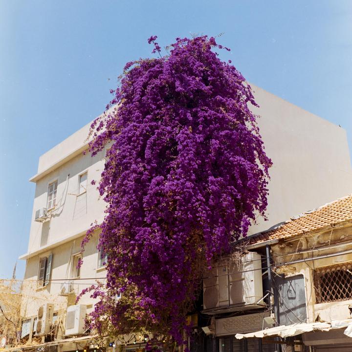 A large purple bougainvillea plant covers the side of a white building under a clear blue sky.