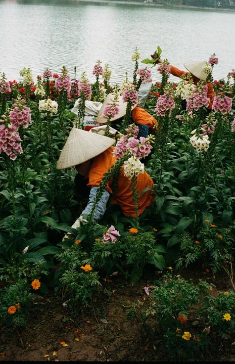 Several people wearing conical hats are tending to a garden of colorful flowers next to a body of water.