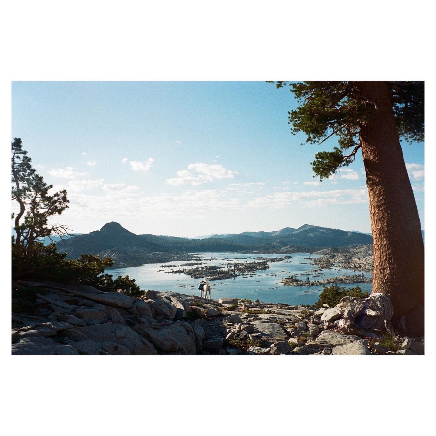 A dog stands on a rocky outcrop overlooking a lake with many small islands and mountains in the distance.