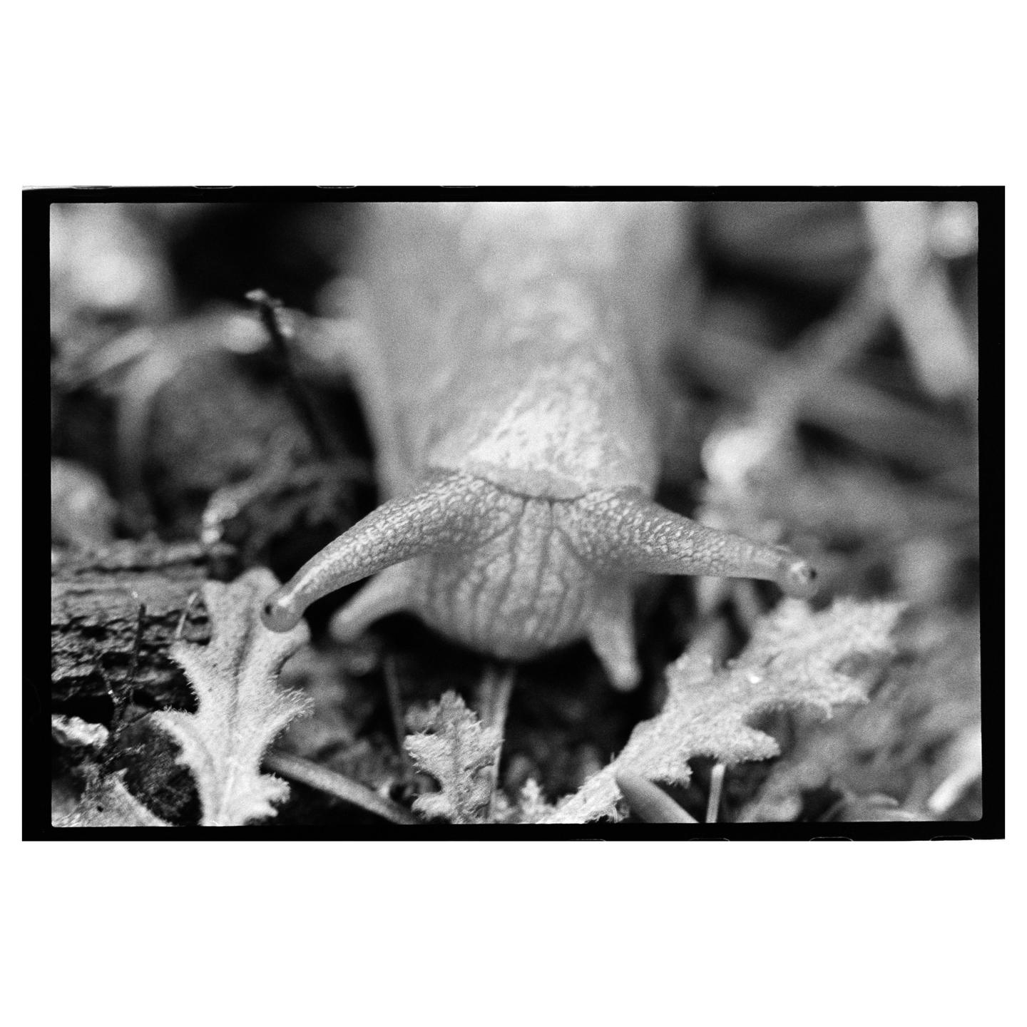 A snail with its eyestalks extended is captured in a close-up, black and white shot.